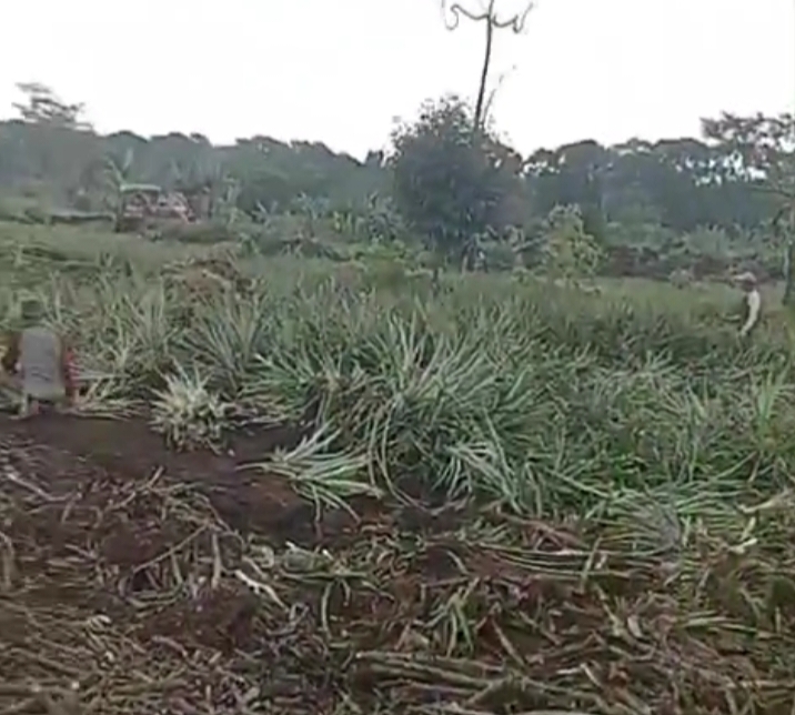 Lahan Nanas Tergusur, Dinas Pertanian Subang, Lahan Tegusur Bukan Bagian dari Area Program Upland Nanas