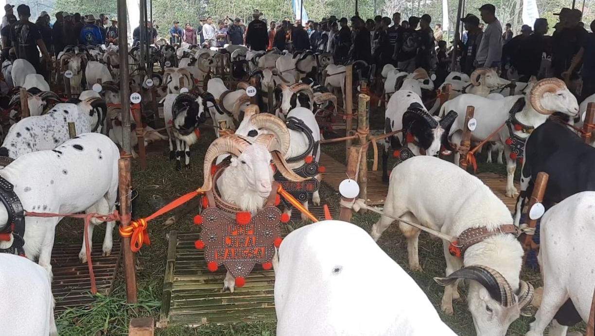 Pesta Patok 2026 Meriahkan HUT Tasikmalaya, Dorong Kesejahteraan Peternak dan Angkat Nilai Jual Ternak Lokal