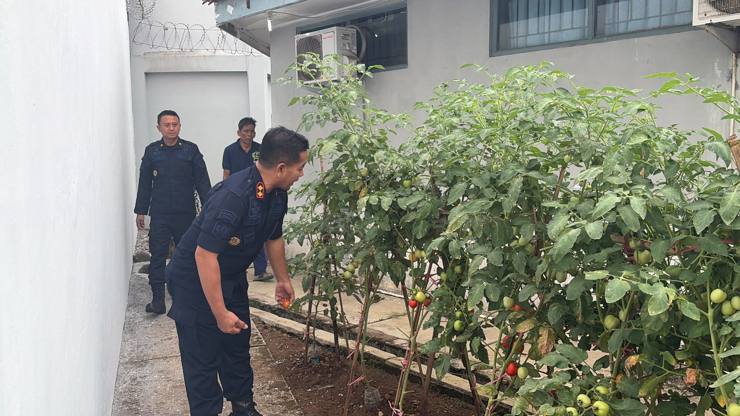 Kalapas Kelas IIB Ciamis Pimpin Panen Raya Tomat