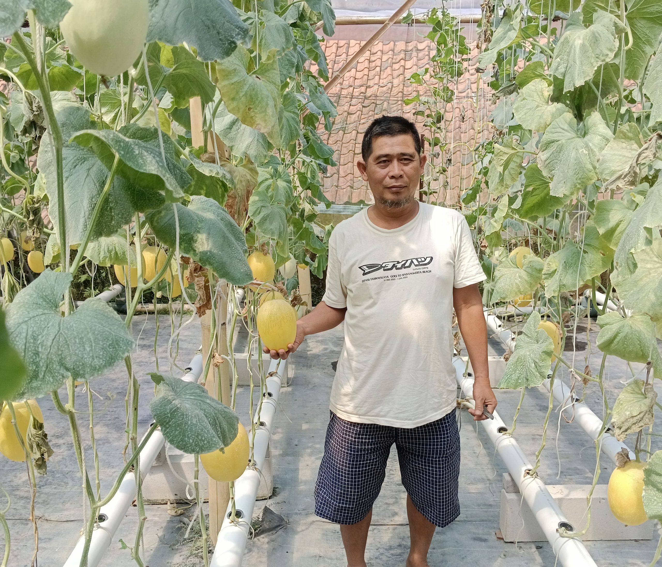 Warga Desa Margaluyu Cikoneng Ciamis Sukses Budidaya Melon, Bisa Petik dan Makan Langsung di Kebun